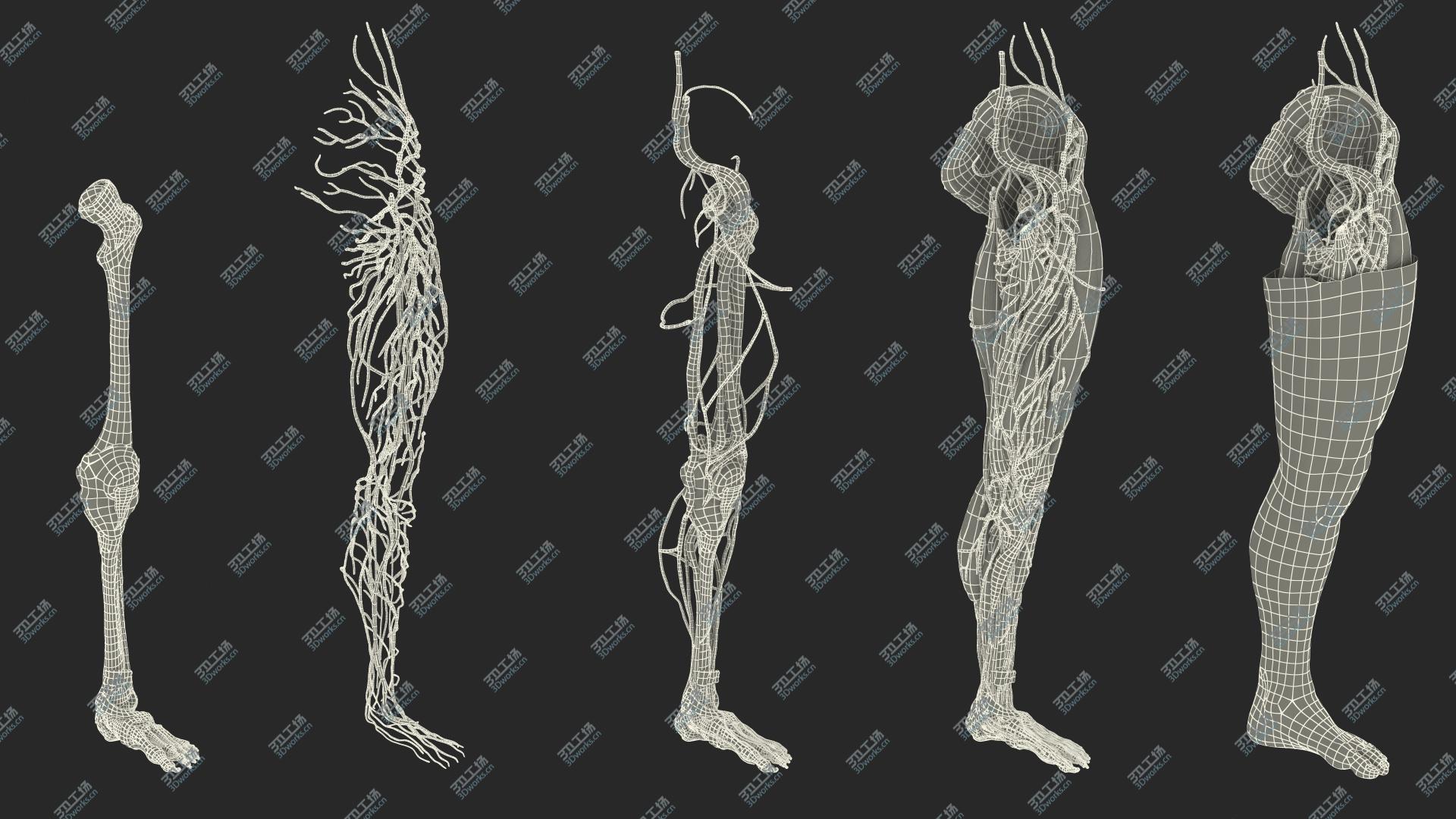 images/goods_img/202104022/Male Leg Full Anatomy and Skin 3D model/4.jpg